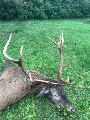15. Babosdbrte 6,87 kg Bronzrmes CIC: 171,24