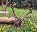 ( 14. ) szeptember 23.  Tesknd Sly: 10,3 kg. 11 ves Arany rmes.