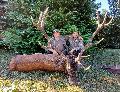 6. Gombosszeg szeptember 10. A kisr: Baka Lajos. Elejt: Jean-Michel Lamontre. 7,77 kg. CIC: 188,90 Bronzrmes 7 ves.